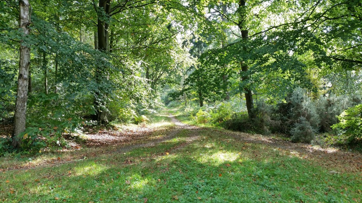 Walks walk bacton griffmonsters great browse feel larger version through these click Bacton woods